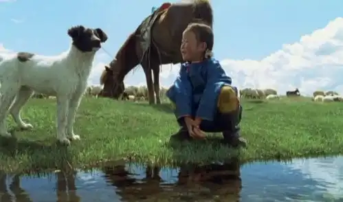 公认零差评的宠物剧,忠犬八公上榜,榜首地位至今无法撼动