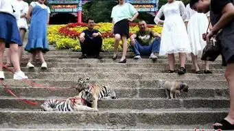 美丽的大森林,两个漂亮的姑娘在遛猫你看是不是猫
