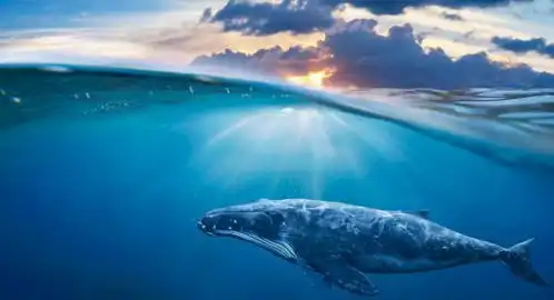 这个大自然炸弹,充满了恶臭气体,但为何人们却忍不住往前凑
