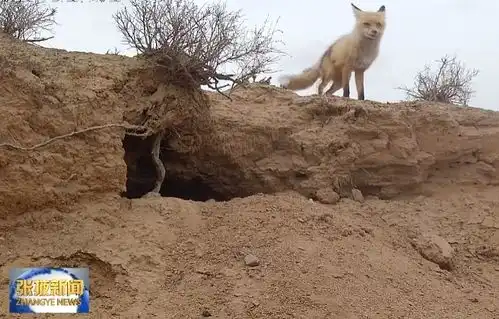 全球兔狲高密度分布区域在张掖疯狂动物城长这样凤凰网甘肃凤凰网
