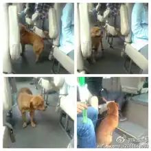 小狗守车站苦等主人中国版忠犬八公