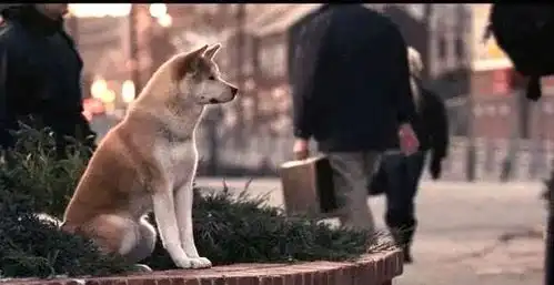 杭州的狗权和人权