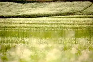 高铁出发广西这个小众秘境,迎来大片花海,美翻了