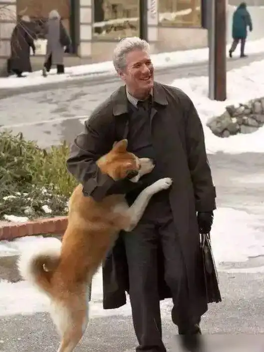 忠犬八公感人的是你不在乎你等了多久
