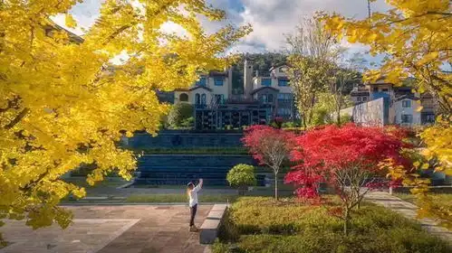 高颜值小清新,仙女山最新银杏大片来袭,张张美到爆