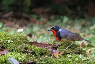 金胸歌鸲祝贵州版红红火火更上一层楼
