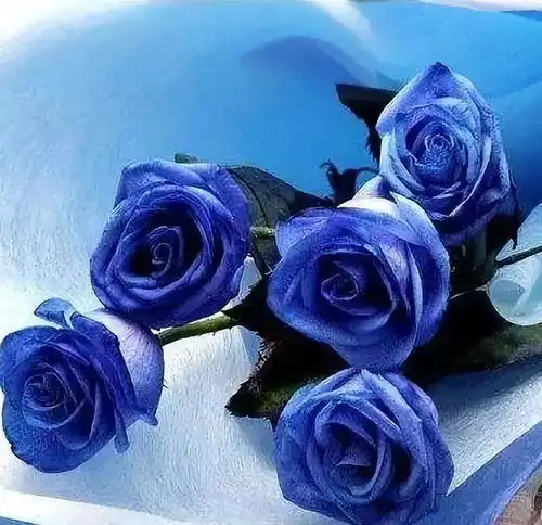 我只记得主播墨墨作者风信子
