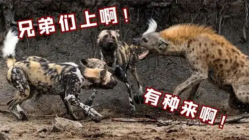 鬣狗惨遭20只猎犬掏肛,被人救出来时已是菊花残,太残忍了
