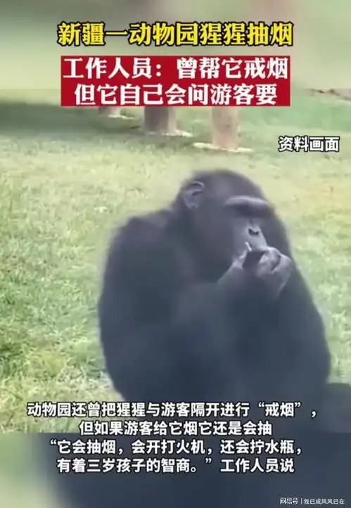 新疆一动物园猩猩抽烟
