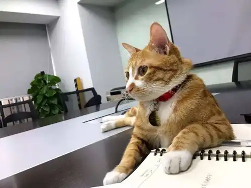 猫常做出一些怪异行为,你了解几个看完后恍然大悟