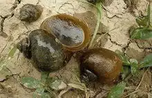 3种在我国活得最舒坦的动物,福寿螺上榜,没天敌也无人吃