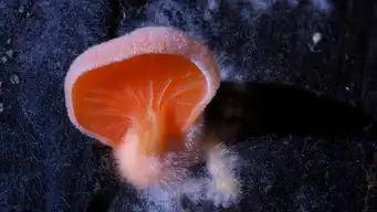 自然风光萌菌物语
