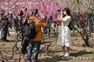 清明时节樱花情
