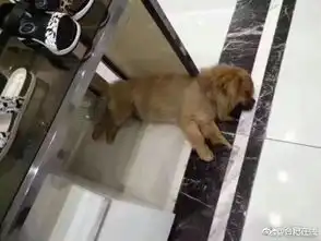 合肥百大cbd上演忠犬八公小狗不哭不闹苦等主人一个月