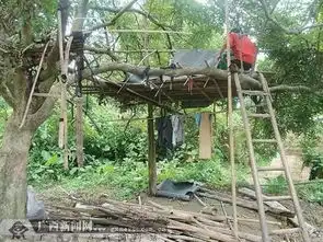 盘点各地生活在树上的居民住宅