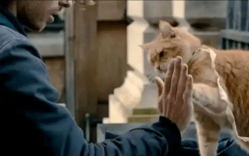 你知道吗60以上的流浪猫犬都活不过这个冬天...