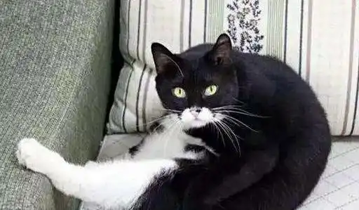 中国十大家猫品种大全中国家猫有哪些品种