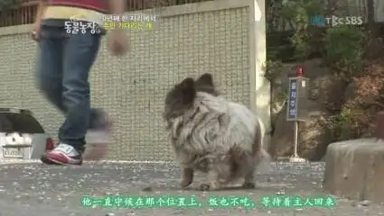 狗狗被抛弃,用十年时间在原地等待,却只是苦等