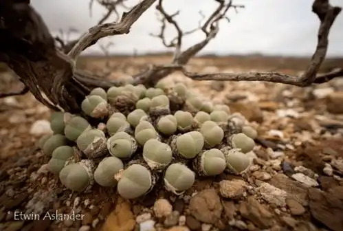 世界那么大,多肉那么美,我们一起去看看吧63期南非多肉欣赏
