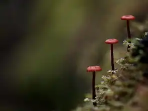 自然风光萌菌物语
