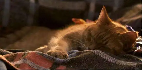 电影流浪猫鲍勃一只名叫陪伴的暖心流浪猫