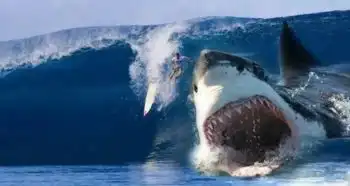 巨齿鲨是虚构的,而这个海洋杀手是真的存在
