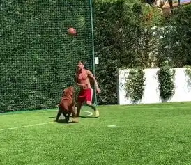 梅西和狗一起训练,保持训练强度,c罗远走西甲,梅西仍不敢放松时刻保持王者地位