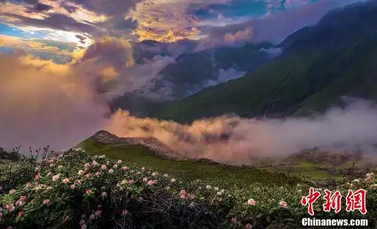 四川宝兴高山峡谷遍地杜鹃花绽放美不胜收