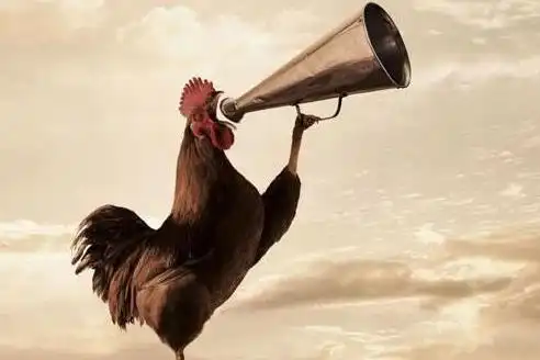 为什么公鸡准时打鸣生物钟那么准,难道是能掐会算