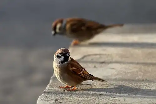 为什么绝大部分哺乳动物,平均体温都在37度左右