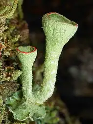 图集steveaxford萌菌物语
