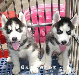 狗宠物狗交易,价格,发布信息第295页网上114
