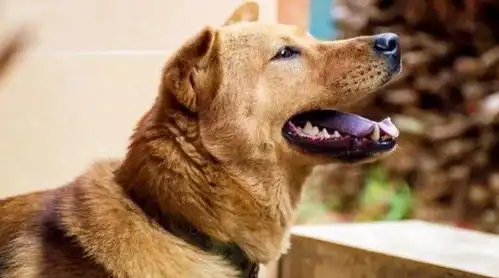 古语说宅子现五喜,家中出能人,是哪五喜古人的美好寓意
