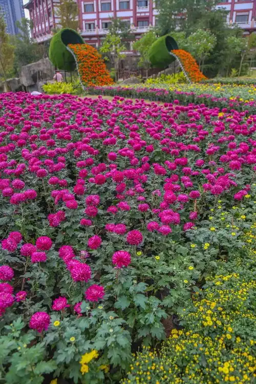 合川首届菊展开展了,带你领略满城尽带黄金甲
