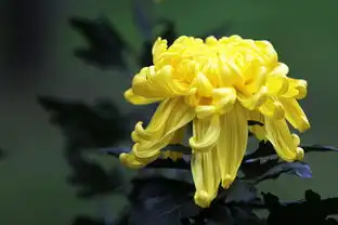 又是一年赏菊时今年成都人民公园微信扫花有惊喜
