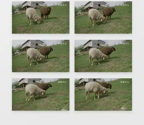 白色小绵羊正在吃草实拍视频素材下载mp4格式38402160像素
