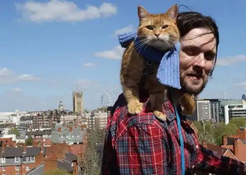 流浪猫鲍勃突然去世,14年喵生今朝已完,改变一个人,感动无数人