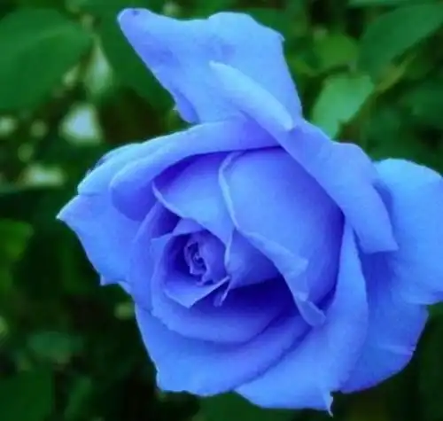 蓝玫瑰的花语是什么为什么不要轻易送蓝玫瑰
