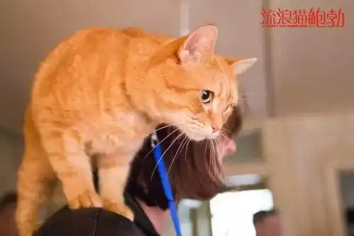 万万没想到,喵星人演技也可以这么好