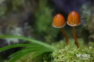 steveaxford萌菌物语
