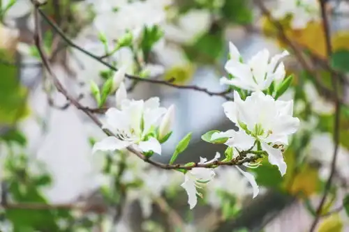隐匿千年的小城终于火了四月起变身粉色花海比成都安逸,比大理娇艳