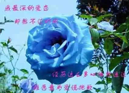 蓝色妖姬的图片和花语
