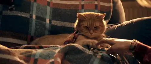 我也曾有过鲍勃的陪伴,强推流浪猫鲍勃,要吸猫,不要吸毒哦