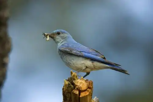 杀死一只知更鸟中,知更鸟象征什么为什么书名叫杀死一只知更鸟