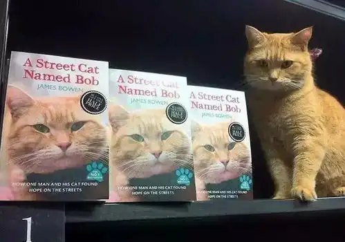 一只流浪猫和流浪汉的温暖故事