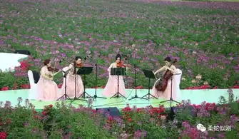 面朝三亚不负花期花田音乐会迎春来