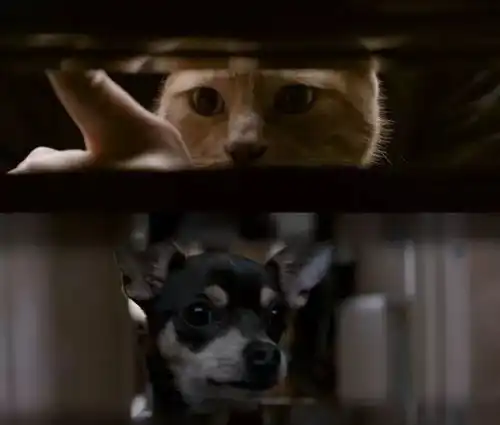 11月2日流浪猫鲍勃卖萌不但可以生存,还能拯救人生