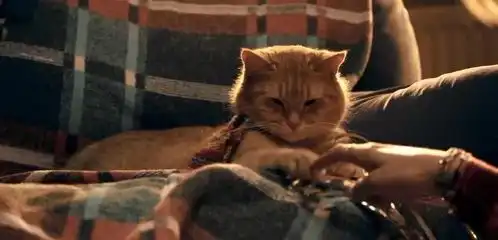 我养了一只报复心强的猫