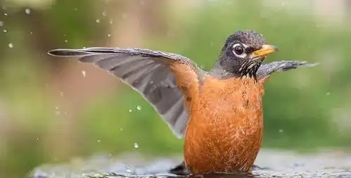 名师讲坛丨李霄垅杀死一只知更鸟为无辜者呐喊