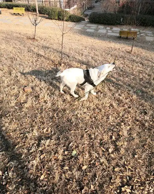 拉布拉多大早上闹着出去,网友带它出去了,冻得跟孙子似的

